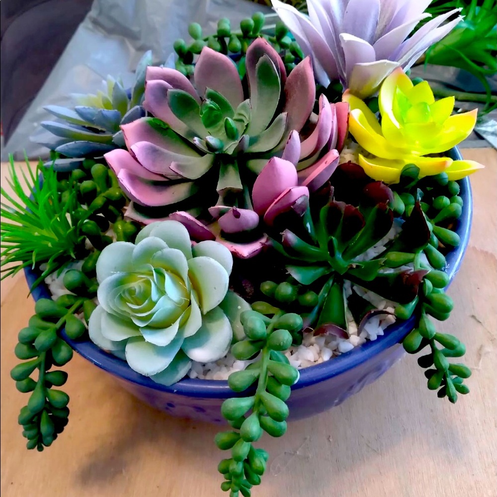 Succulent